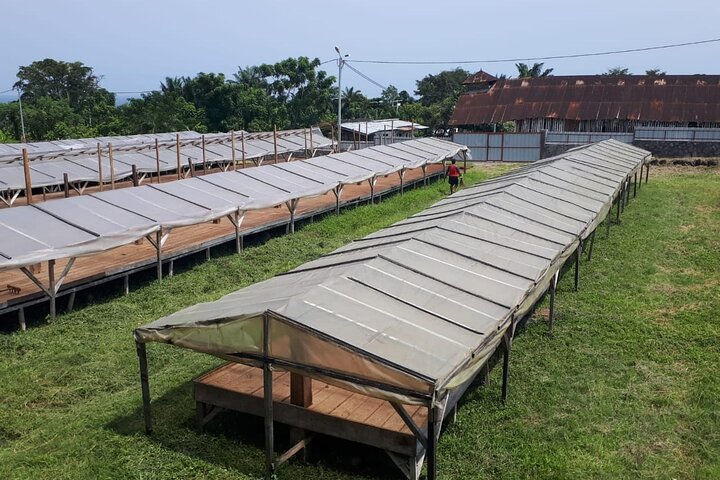 Cacao Road Excursion: plantations, processes, tasting and culture