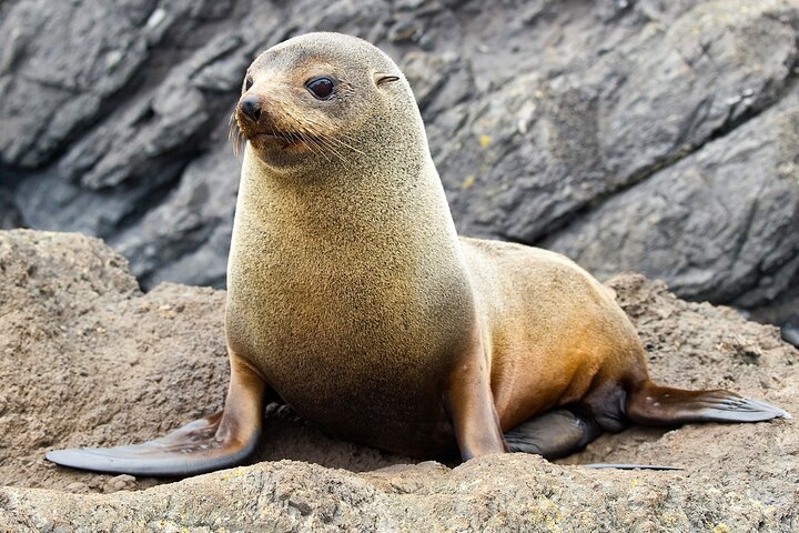 Motuara Wildlife Sanctuary Tour and Dolphin Cruise from Picton