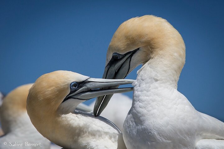 Motuara Wildlife Sanctuary Tour and Dolphin Cruise from Picton