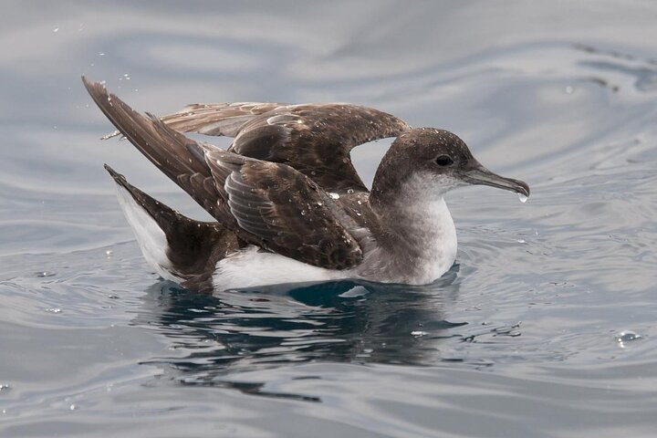 Motuara Wildlife Sanctuary Tour and Dolphin Cruise from Picton