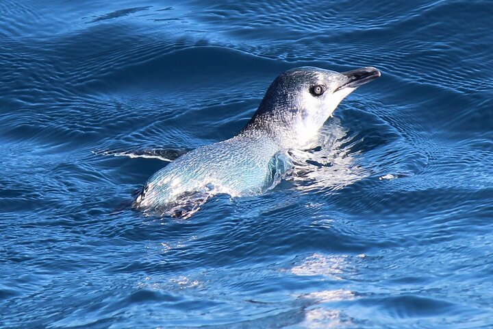Motuara Wildlife Sanctuary Tour and Dolphin Cruise from Picton