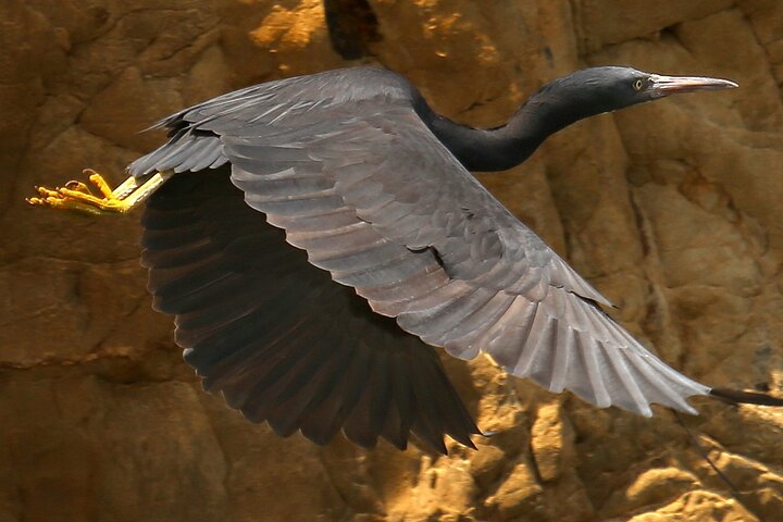 Motuara Wildlife Sanctuary Tour and Dolphin Cruise from Picton