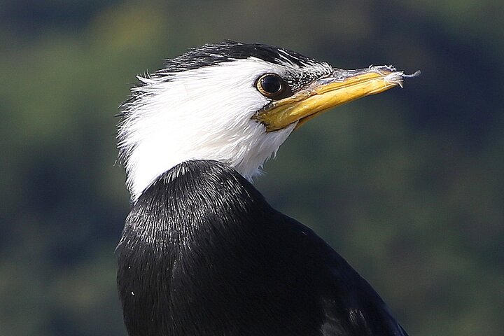 Motuara Wildlife Sanctuary Tour and Dolphin Cruise from Picton