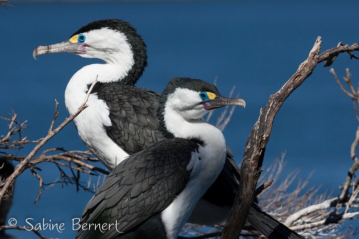 Motuara Wildlife Sanctuary Tour and Dolphin Cruise from Picton