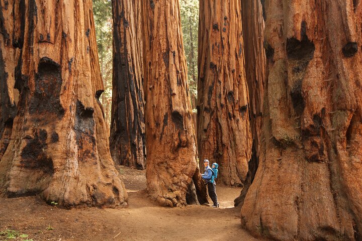Sequoia National Park Small-Group Tour from Three Rivers