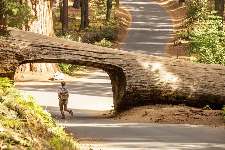 Sequoia National Park Small-Group Tour from Three Rivers