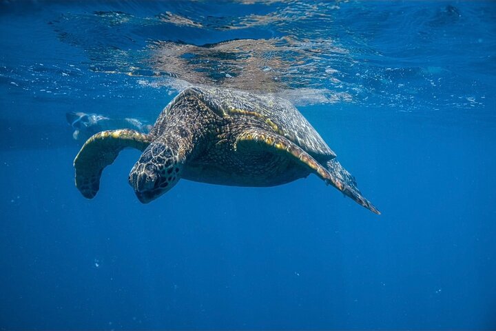 Waikiki Turtle Canyon Snorkel: Turtles Guaranteed