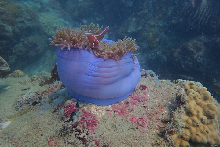 Explore Nha Trang Bay: Half-Day Snorkeling Adventure Tour