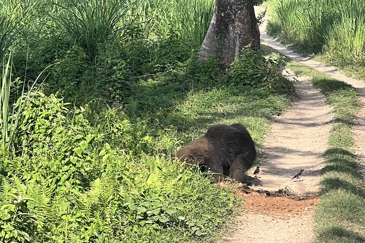 5 Days and 4 Nights Guided Walking Tour in Chitwan National Park