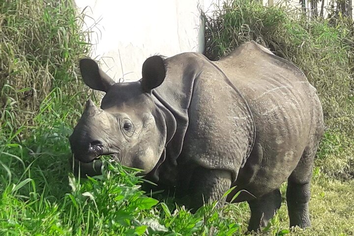 5 Days and 4 Nights Guided Walking Tour in Chitwan National Park