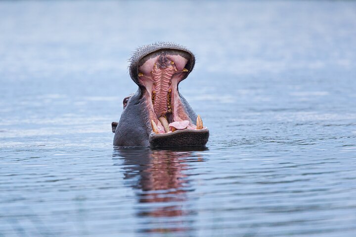 Zambezi Sunset Cruise – Wildlife, Drinks & Breathtaking Views