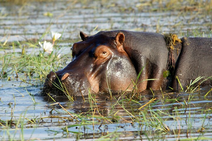 Zambezi Sunset Cruise – Wildlife, Drinks & Breathtaking Views