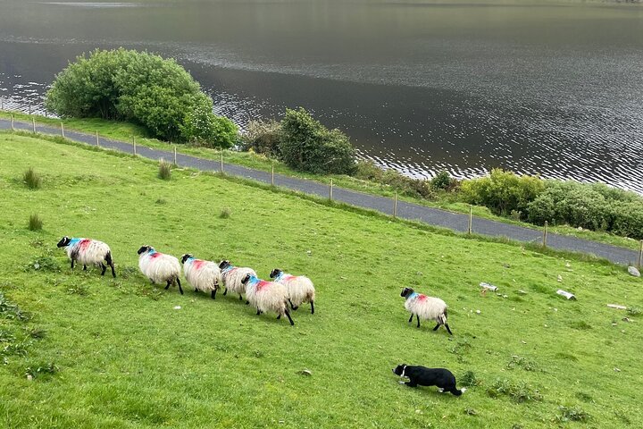 Small Group Kylemore Abbey, Sheepdog Demo & Connemara Tour