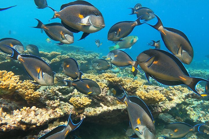 Daymaniyat Islands Snorkeling Sharing Trip