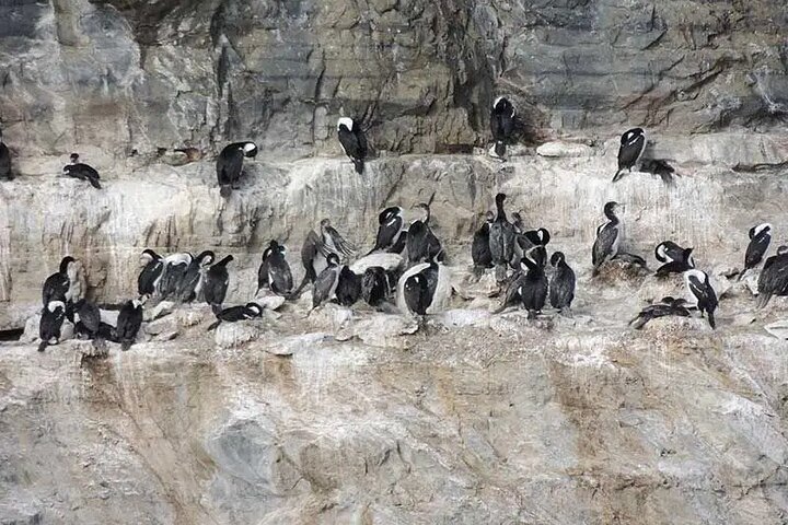 Balmaceda & Serrano Glaciers Cruise with Traditional Lunch