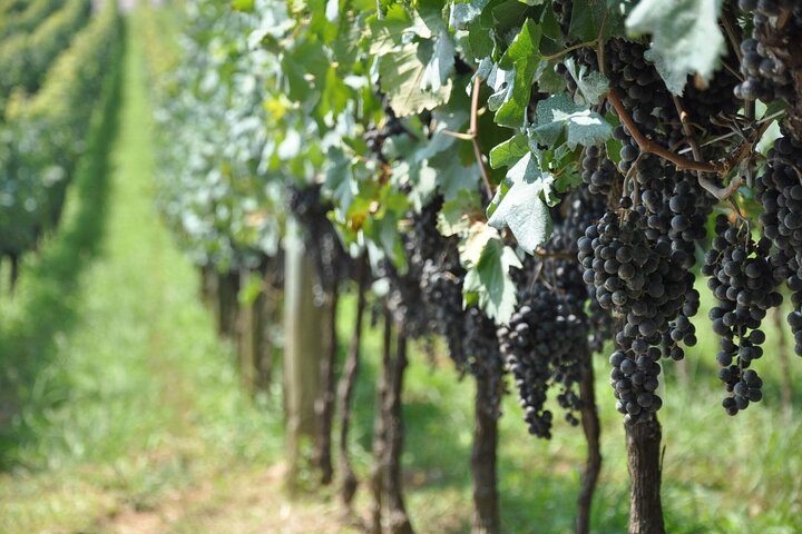 Bento/Vinhedos: Private Tour from Porto Alegre or Gramado