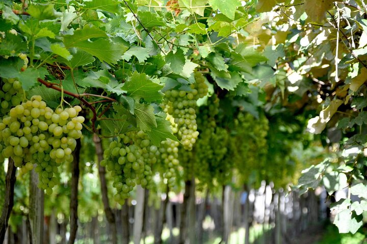 Bento/Vinhedos: Private Tour from Porto Alegre or Gramado