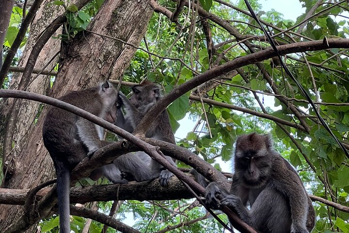 Dumaguete Tours in English | Private, Flexible Full Day Tours
