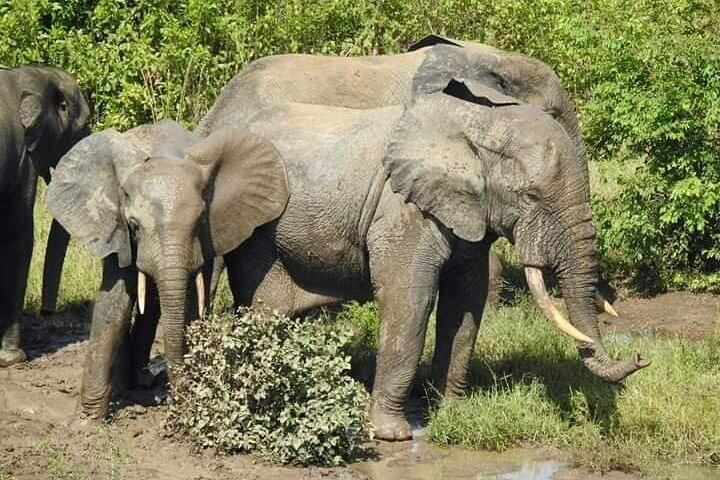 4 days (3 night) Ghana Elephants & Hippos Private Safaris