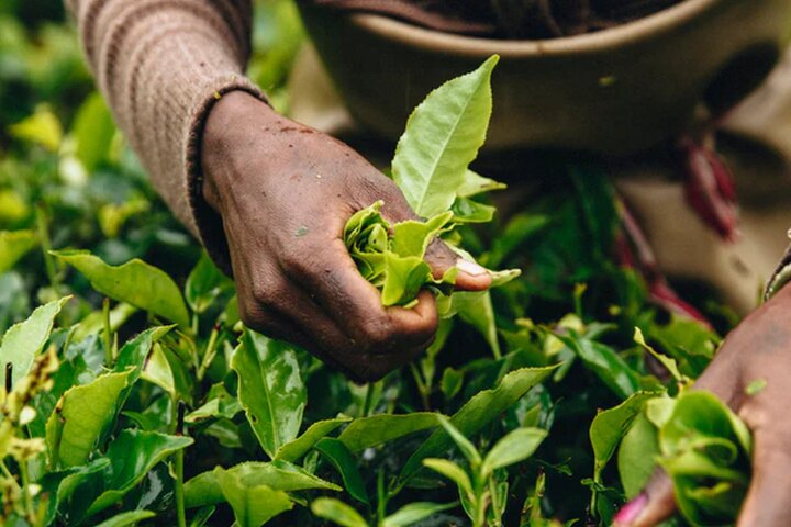 Private Heritage Tea Trail for Aroma and Taste with Tradition