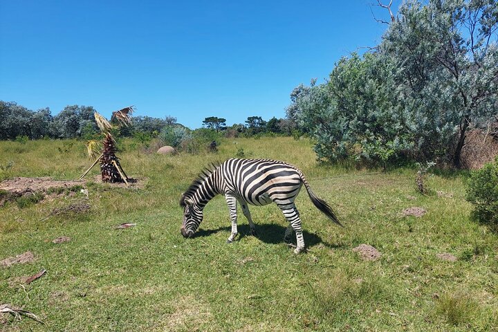 Private Beach Lodge and Giraffe Interaction for Cruise ship Guest