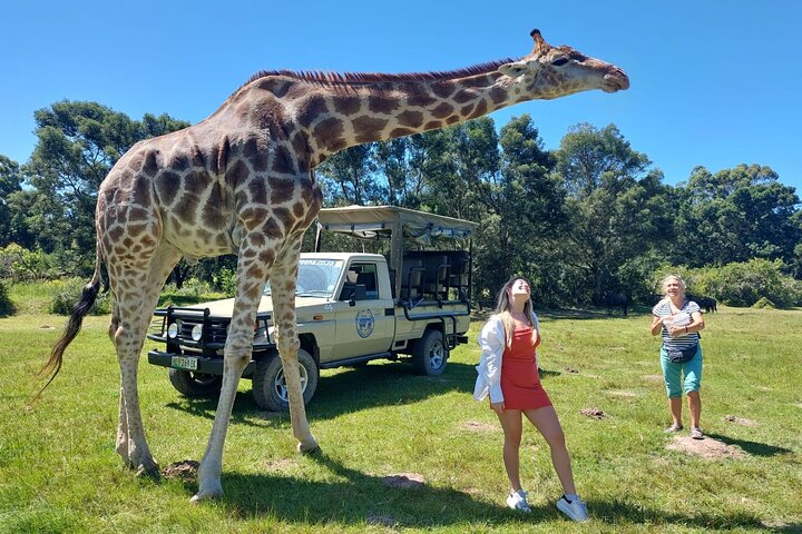 Private Beach Lodge and Giraffe Interaction for Cruise ship Guest
