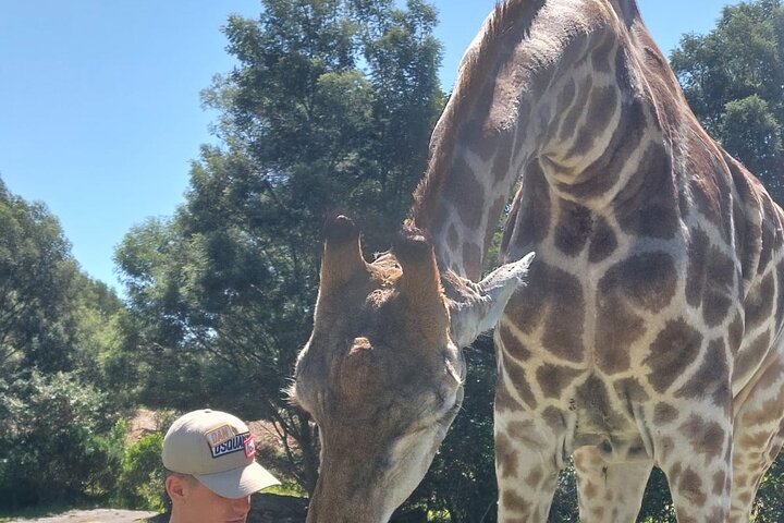 Private Beach Lodge and Giraffe Interaction for Cruise ship Guest