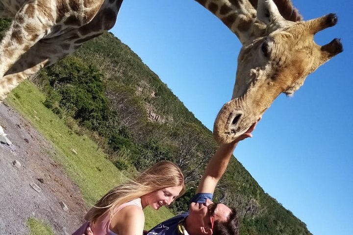 Private Beach Lodge and Giraffe Interaction for Cruise ship Guest