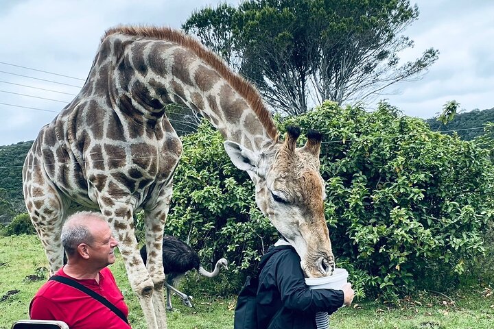 Private Beach Lodge and Giraffe Interaction for Cruise ship Guest