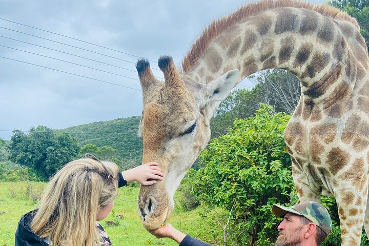 Private Beach Lodge and Giraffe Interaction for Cruise ship Guest