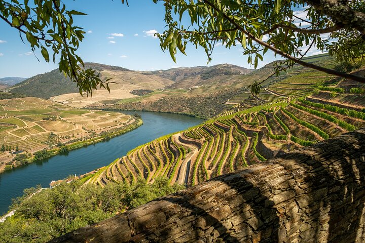 Private tour with 3 wineries with typical harmonized lunch