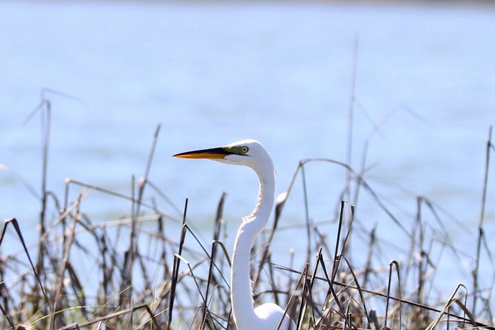 Charleston Eco Boat Cruise with stop at Morris Island Lighthouse