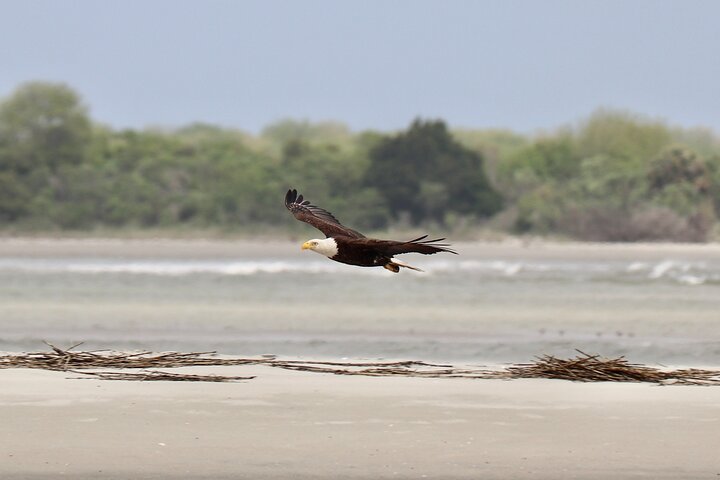 Charleston Eco Boat Cruise with stop at Morris Island Lighthouse