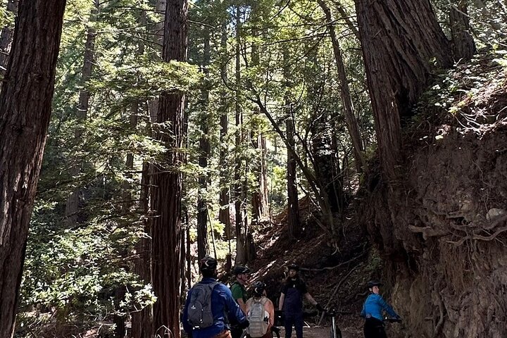 Big Sur Electric Bike Tour Along Old Coast Road