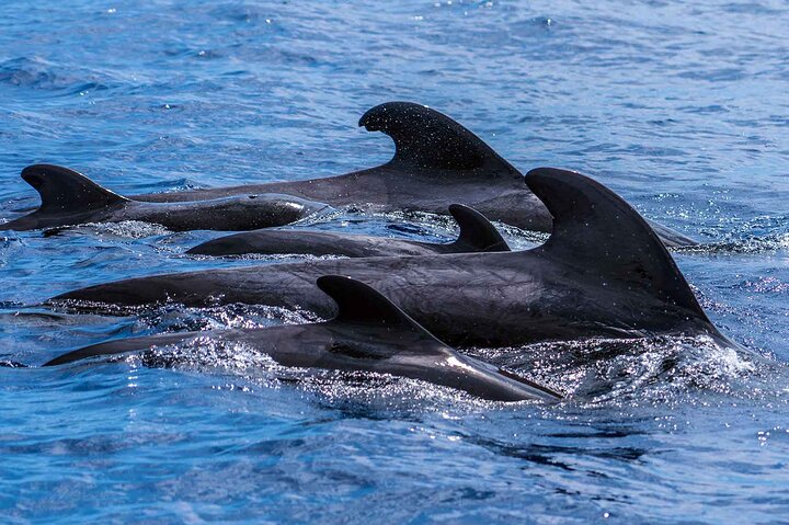 Madeira Dolphin and Whale Watching on a Ecological Catamaran