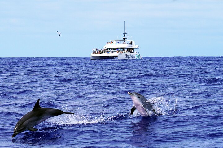 Madeira Dolphin and Whale Watching on a Ecological Catamaran