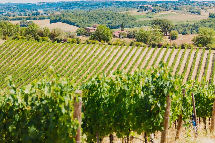2 Hours Visit and Wine Tasting with tastings in Val D'Orcia