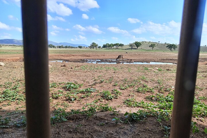 Tsavo East & Taita Salt Lick Lodge: 3-Day Guided Safari Adventure
