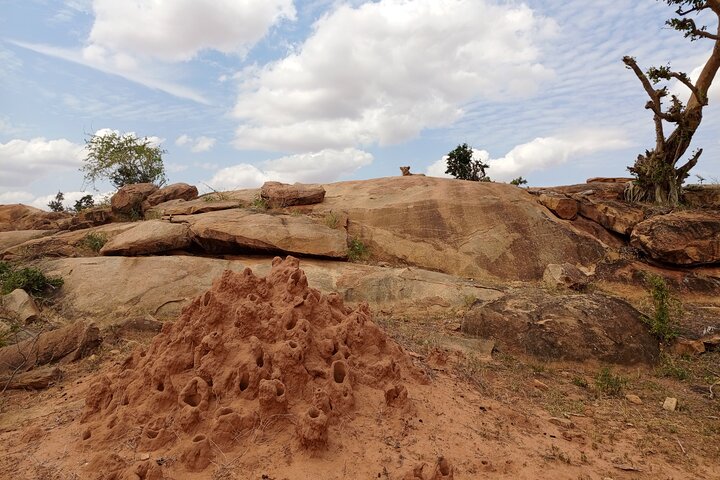Tsavo East & Taita Salt Lick Lodge: 3-Day Guided Safari Adventure