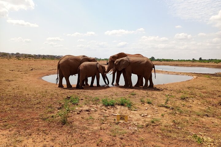 Tsavo East & Taita Salt Lick Lodge: 3-Day Guided Safari Adventure