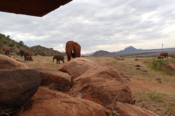 1 Day Red Elephant Safari starting from Diani beach & Mombasa.