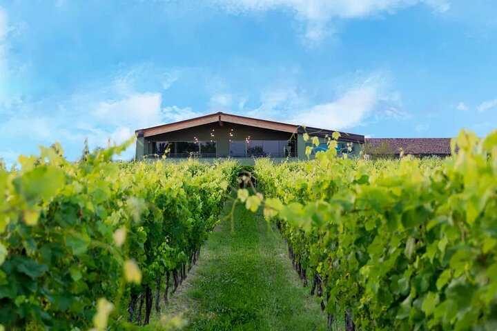 Wine Tour and Tasting of Lugana Wines near Sirmione