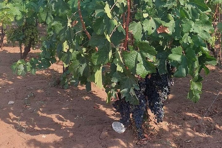 Korčula for Wine Lovers - Pošip and Grk Wines Private Tour