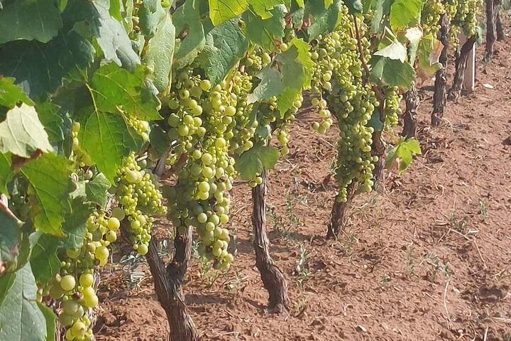 Korčula for Wine Lovers - Pošip and Grk Wines Private Tour