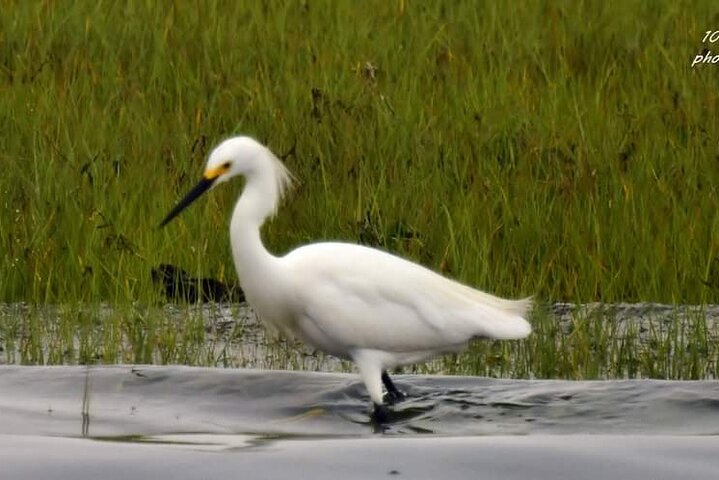 Wetlands Safari Eco-Cruise in Cape May (Osprey Birding By Boat)