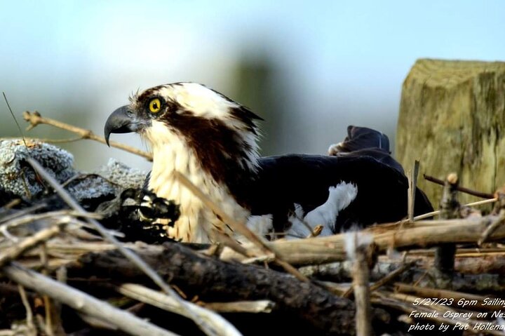 Wetlands Safari Eco-Cruise in Cape May (Osprey Birding By Boat)
