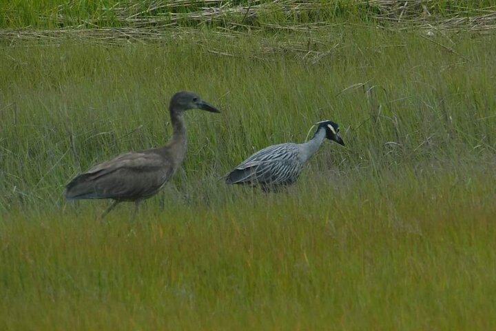 Wetlands Safari Eco-Cruise in Cape May (Osprey Birding By Boat)