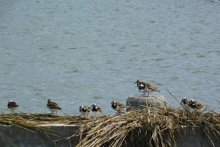 Wetlands Safari Eco-Cruise in Cape May (Osprey Birding By Boat)