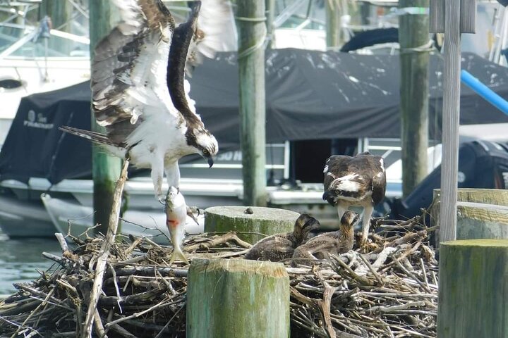 Wetlands Safari Eco-Cruise in Cape May (Osprey Birding By Boat)