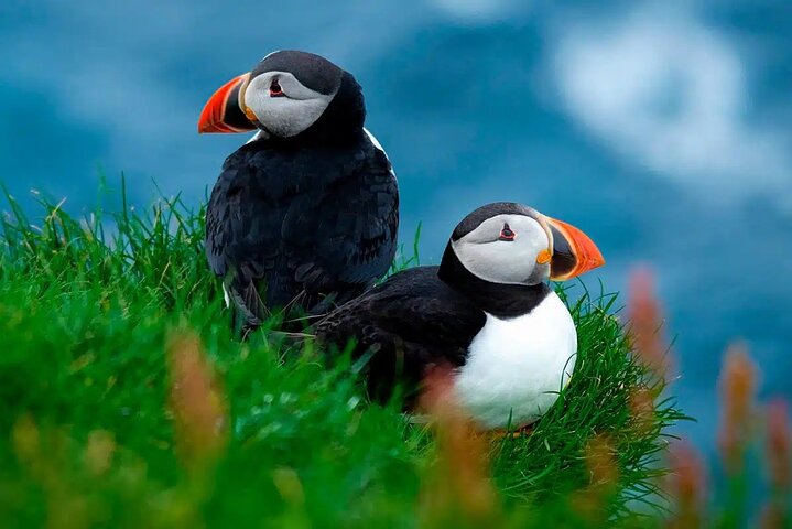 Puffin Safari Boat Tour